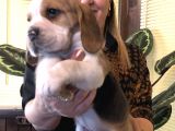 Üç Renk Harika Beagle Yavrularımız