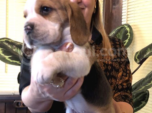 Üç Renk Harika Beagle Yavrularımız görsel