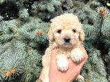 Kore Kani Muhteşem Yüz Hattina Sahi̇p Toy Poodle