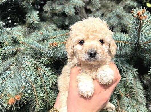 Kore Kani Muhteşem Yüz Hattina Sahi̇p Toy Poodle görsel