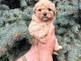 Kore Kani Muhteşem Yüz Hattina Sahi̇p Toy Poodle
