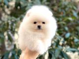 Kusursuz Karbeyaz Teacup Pomerani̇an