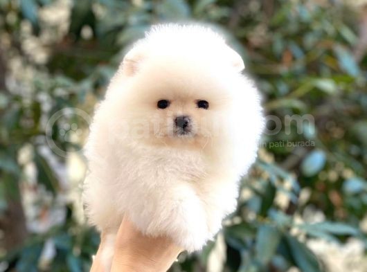 Kusursuz Karbeyaz Teacup Pomerani̇an görsel