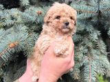 Kore Kani Muhteşem Yüz Hattina Sahi̇p Toy Poodle