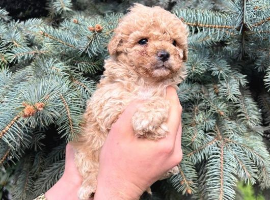 Kore Kani Muhteşem Yüz Hattina Sahi̇p Toy Poodle görsel