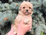 Kore Kani Show Kali̇te Toy Poodle Yavrularimiz