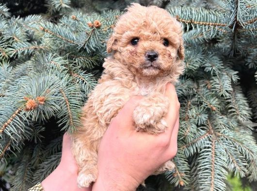 Kore Kani Show Kali̇te Toy Poodle Yavrularimiz görsel