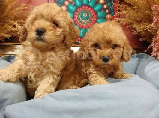 Kore Kani Muhteşem Yüz Hattina Sahi̇p Toy Poodle görsel