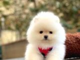 TEDDY BEAR POMERANİAN BOO