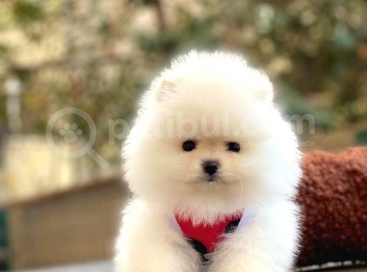 Teddy Bear Pomerani̇an Boo