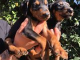 Muhteşem King Doberman Yavrularımız