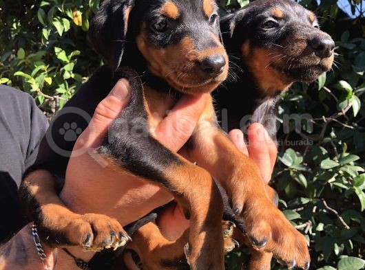 Muhteşem King Doberman Yavrularımız görsel