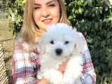 Pamuk Gibi Maltese Terrier Yavrularımız