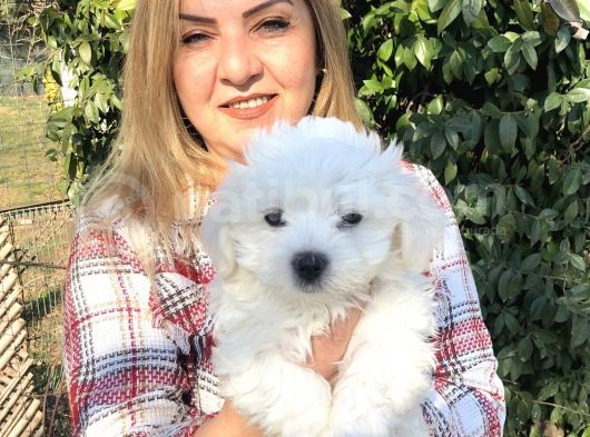 Pamuk Gibi Maltese Terrier Yavrularımız görsel
