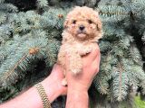 Kore Kani Muhteşem Yüz Hattina Sahi̇p Toy Poodle