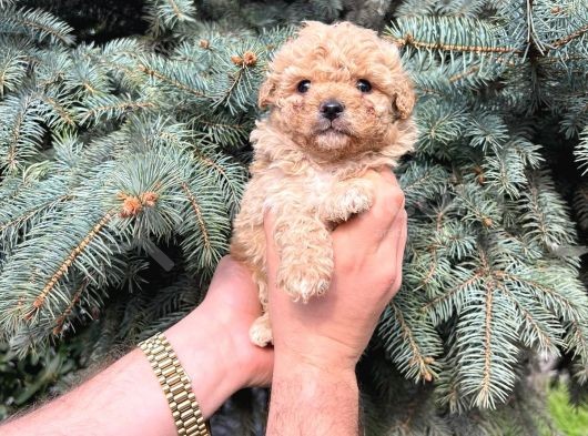 Kore Kani Muhteşem Yüz Hattina Sahi̇p Toy Poodle görsel