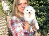 Pamuk Gibi Maltese Terrier Yavrularımız
