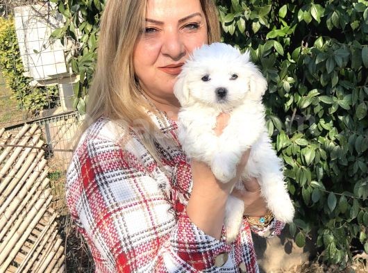 Pamuk Gibi Maltese Terrier Yavrularımız görsel