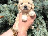 Kore Kani Muhteşem Yüz Hattina Sahi̇p Toy Poodle