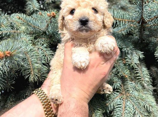 Kore Kani Muhteşem Yüz Hattina Sahi̇p Toy Poodle görsel
