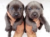 Dev Mastifler Blue Ve Siyah  Cane Corso Bebekler