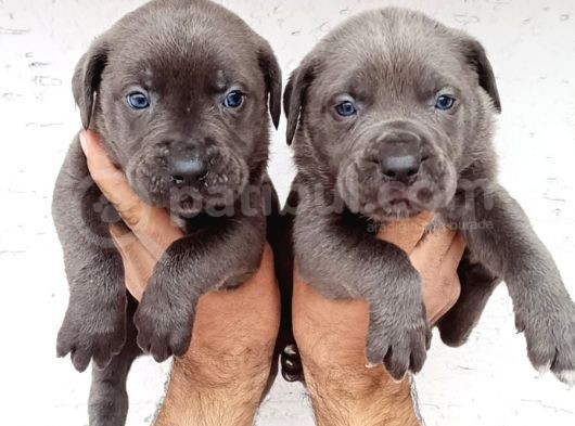 Dev Mastifler Blue Ve Siyah  Cane Corso Bebekler görsel