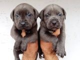 Dev mastifler Blue ve siyah  cane corso bebekler
