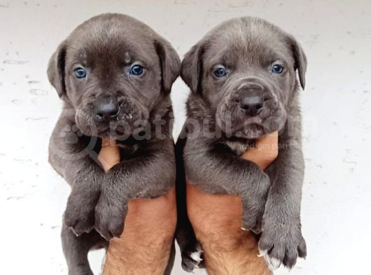 Dev Mastifler Blue Ve Siyah  Cane Corso Bebekler
