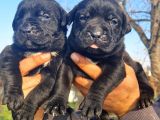 Dev Mastifler Blue Ve Siyah  Cane Corso Bebekler