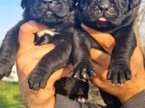 Dev Mastifler Blue Ve Siyah  Cane Corso Bebekler