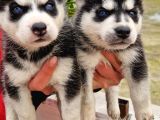 Mavi Göz Full Maske Husky Yavrularimiz