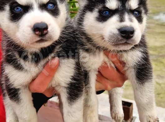 Mavi Göz Full Maske Husky Yavrularimiz görsel