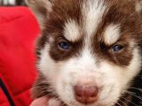 Mavi Göz Full Maske Husky Yavrularimiz