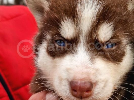 Mavi Göz Full Maske Husky Yavrularimiz görsel