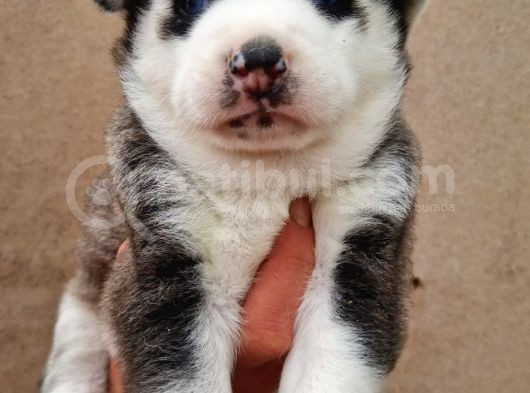 Mavi Göz Full Maske Husky Yavrularimiz görsel