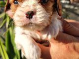 Biblo bebek cavalier