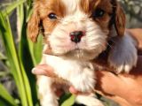 Biblo Bebek Cavalier