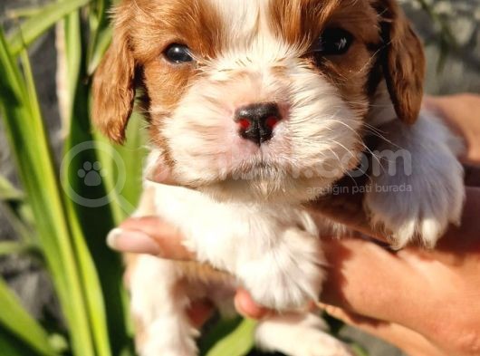 Biblo Bebek Cavalier görsel
