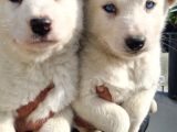 Mavi Göz Full Maske Husky Yavrularimiz