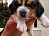 İşte küçük izciler doga aşığı beagle bebekler