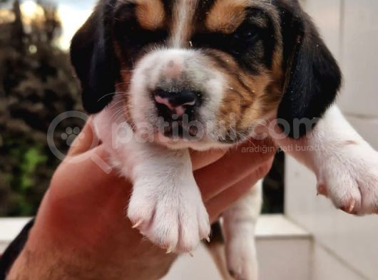 İşte Küçük Izciler Doga Aşığı Beagle Bebekler