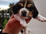 İşte Küçük Izciler Doga Aşığı Beagle Bebekler