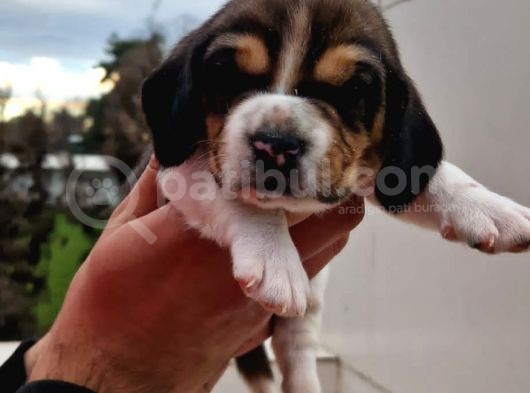 İşte Küçük Izciler Doga Aşığı Beagle Bebekler görsel