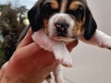 İşte Küçük Izciler Doga Aşığı Beagle Bebekler