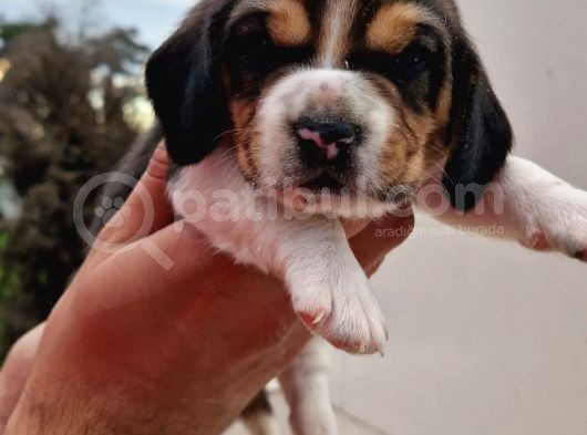 İşte Küçük Izciler Doga Aşığı Beagle Bebekler görsel