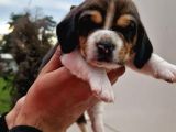 İşte Küçük Izciler Doga Aşığı Beagle Bebekler