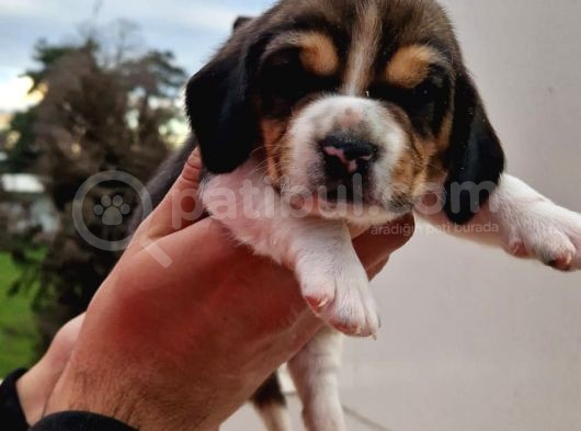 İşte Küçük Izciler Doga Aşığı Beagle Bebekler görsel
