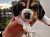 İşte Küçük Izciler Doga Aşığı Beagle Bebekler