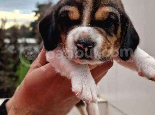 İşte Küçük Izciler Doga Aşığı Beagle Bebekler görsel