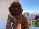 %100 Safkan Red Brown Toy Poodle Yavrular